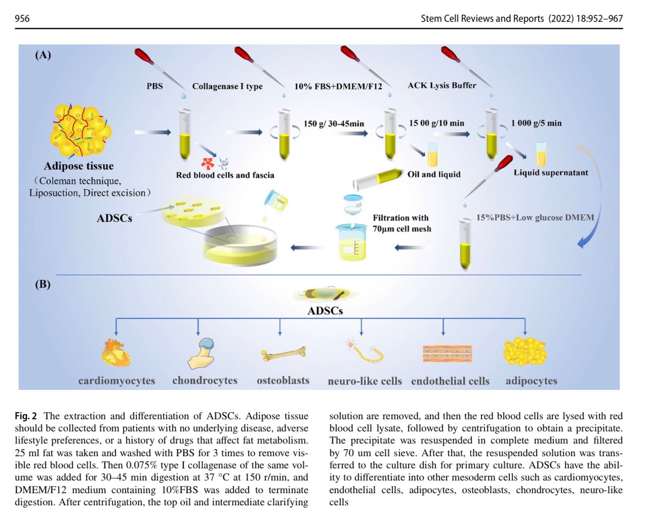 แนะนำเทคนิคดูแลแผลเป็น: Exosome ในการดูแลแผลและแผลเป็น Exosome Therapy in Wound and Scar Management