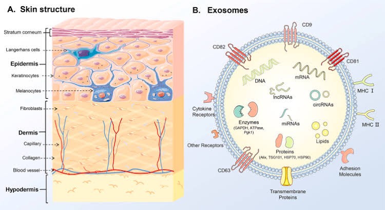 แนะนำเทคนิคดูแลปัญหาผมร่วงผมบาง: Exosome เอ็กโซโซม ช่วยดูแลผมร่วงผมบางได้อย่างไร Exosome Therapy for Hair Loss