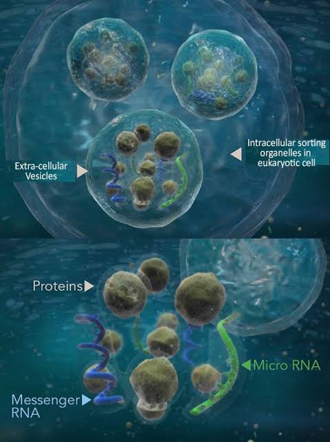 แนะนำเทคนิคดูแลปัญหาผมร่วงผมบาง: Exosome เอ็กโซโซม ช่วยดูแลผมร่วงผมบางได้อย่างไร Exosome Therapy for Hair Loss