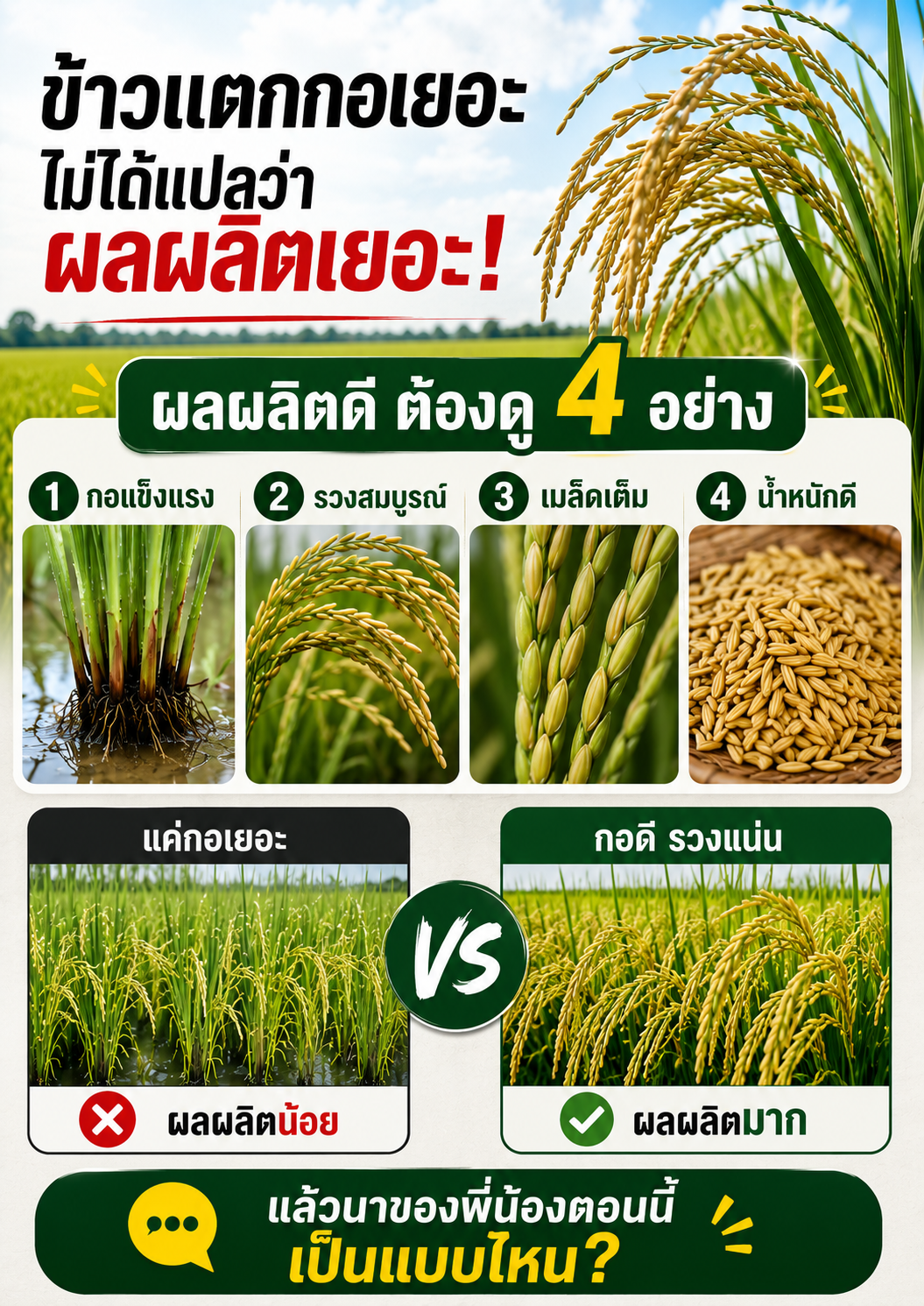 ข้าวแตกกอเยอะไม่ได้แปลว่าผลผลิตข้าวจะดี