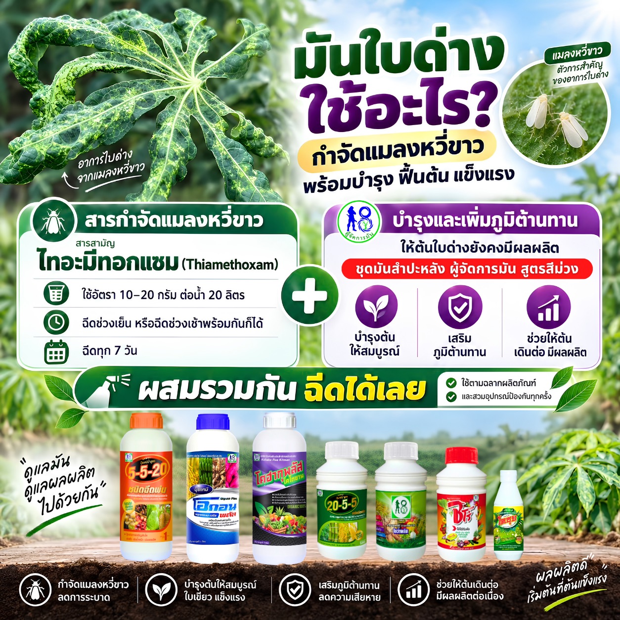 ชุดมันสำปะหลัง ระบบผู้จัดการมัน