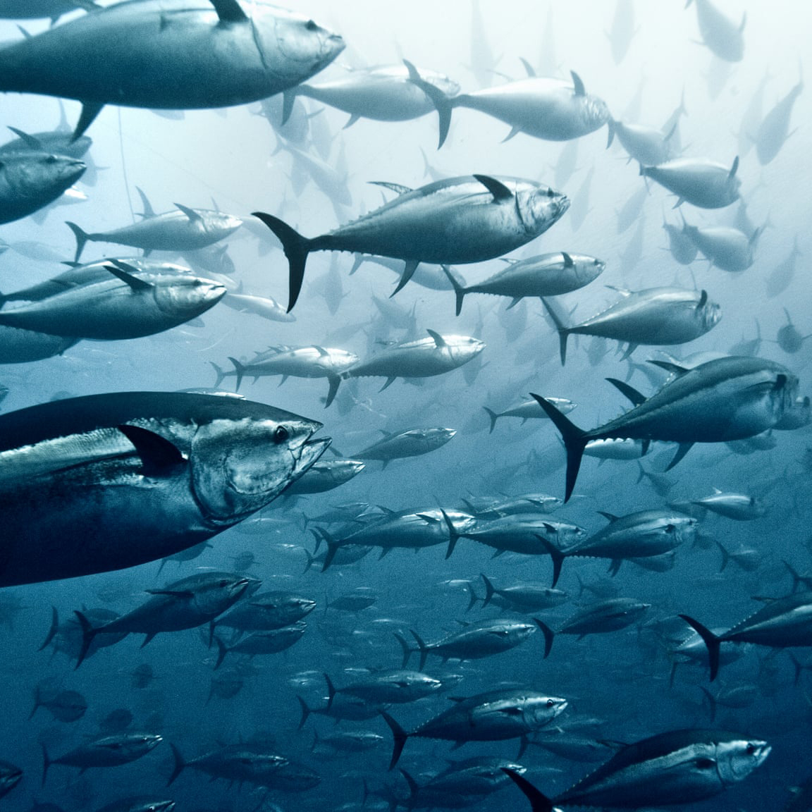 Tuna species Diamondfoodproduct