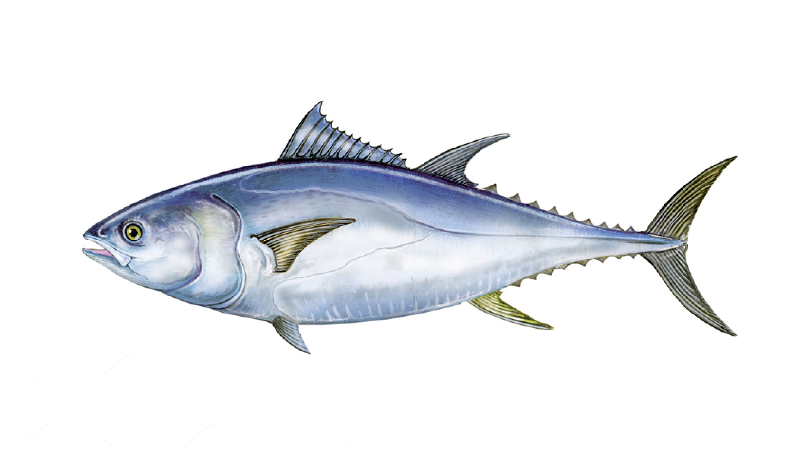 Tuna species - diamondfoodproduct