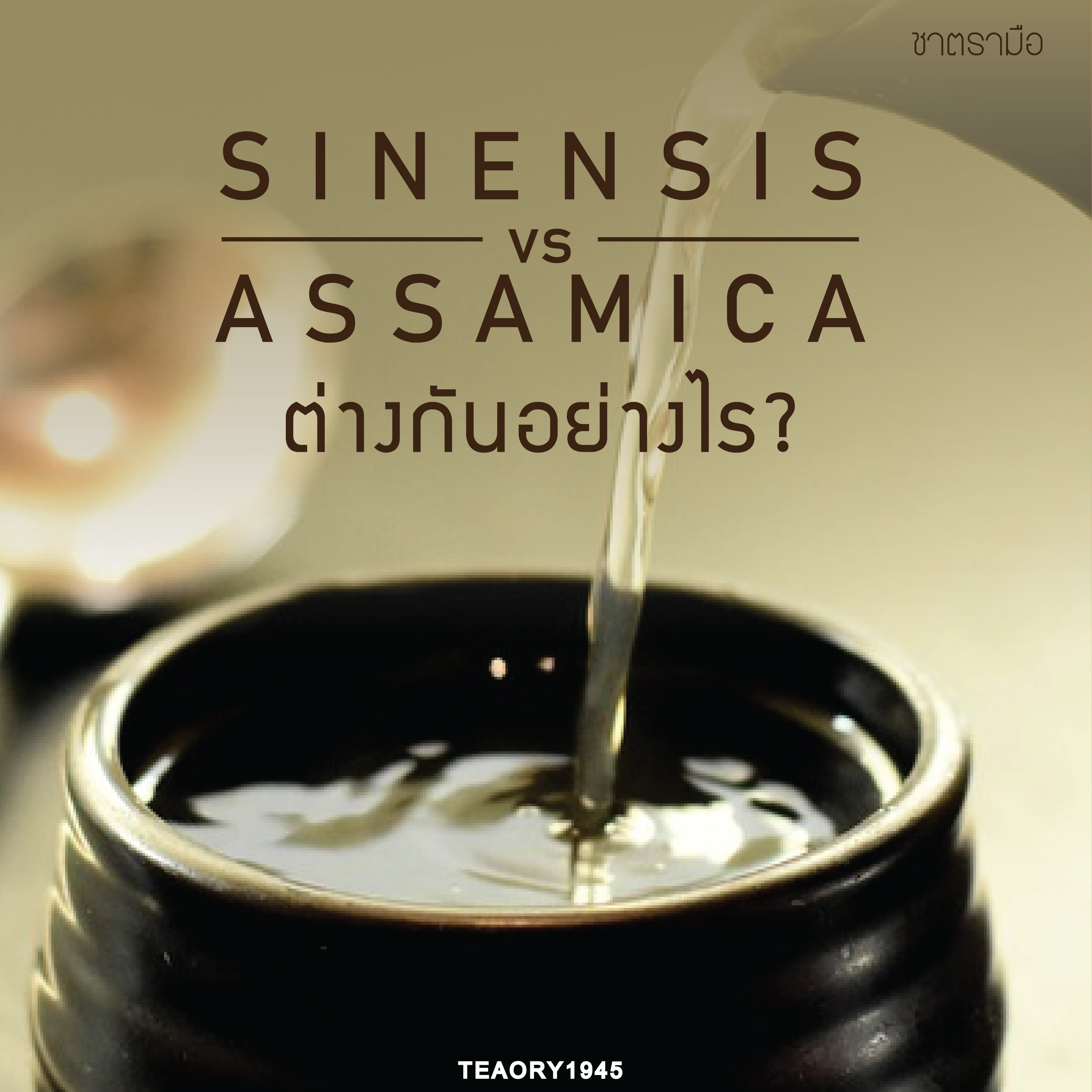 Sinensis vs Assamica ต่างกันอย่างไร - cha-thai