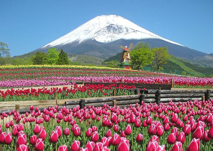 (เทศกาลชมดอกทิวลิป) ทัวร์เอเชีย ญี่ปุ่น โตเกียว คามาคูระ 5 วัน 4 คืน บินตรงการบินไทย (TG)