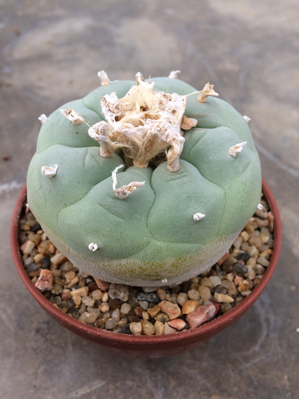 Scientists classify the species of Lophophora species into 5 main lines