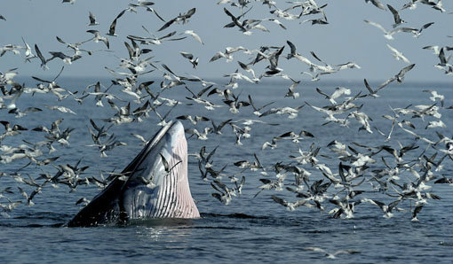 ดูปลาวาฬ ชมฝูงนก ลานตากับหิ่งห้อย ที่เพชรบุรี