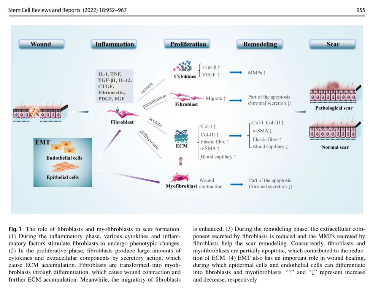 แนะนำเทคนิคดูแลแผลเป็น: Exosome ในการดูแลแผลและแผลเป็น Exosome Therapy in Wound and Scar Management