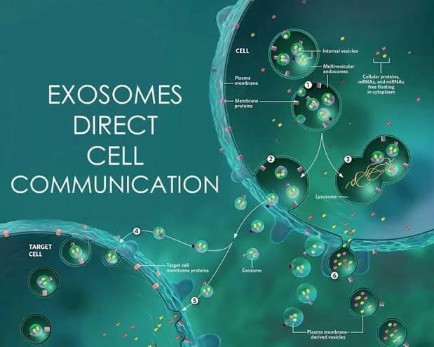 แนะนำเทคนิคดูแลปัญหาผมร่วงผมบาง: Exosome เอ็กโซโซม ช่วยดูแลผมร่วงผมบางได้อย่างไร Exosome Therapy for Hair Loss