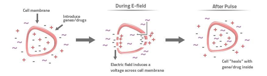เทคนิคดูแลปัญหาผิว แผลเป็น ผมร่วง ผมบาง รอยแตกลาย ฝ้าจุดด่างดำ เพิ่มการซึมผ่านของตัวยาด้วยเทคนิคการใช้ Dermashock Cool Electroporation เทคนิคดูแลปัญหาผิว แผลเป็น ผมร่วง ผมบาง รอยแตกลาย ฝ้าจุดด่างดำ เพิ่มการซึมผ่านของตัวยาด้วยเทคนิคการใช้ Dermashock Cool Electroporation