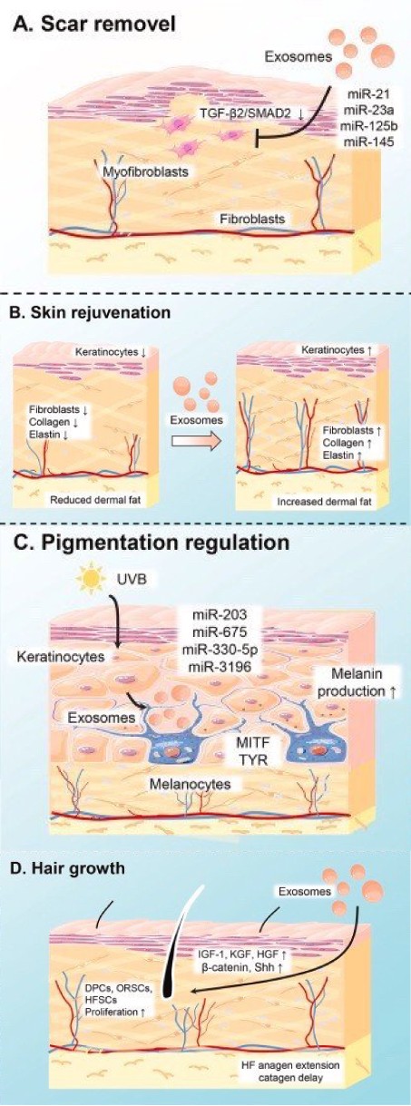 แนะนำเทคนิคดูแลปัญหาผมร่วงผมบาง: Exosome เอ็กโซโซม ช่วยดูแลผมร่วงผมบางได้อย่างไร Exosome Therapy for Hair Loss