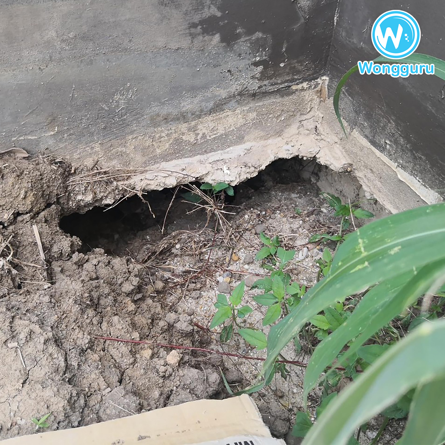 หน้าฝนกับโพรงรอบบ้าน หน้าฝนกับโพรงรอบบ้าน