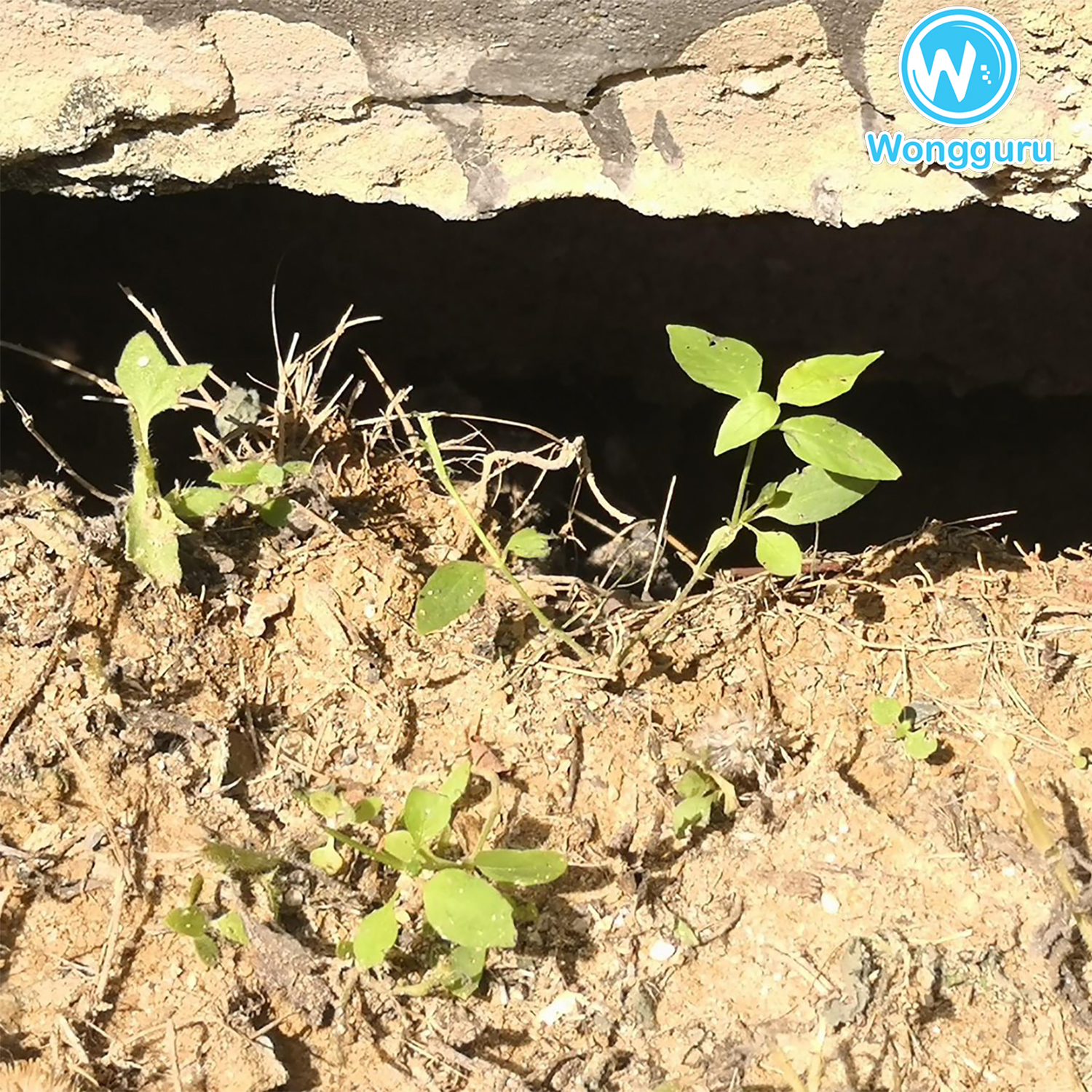 หน้าฝนกับโพรงรอบบ้าน หน้าฝนกับโพรงรอบบ้าน