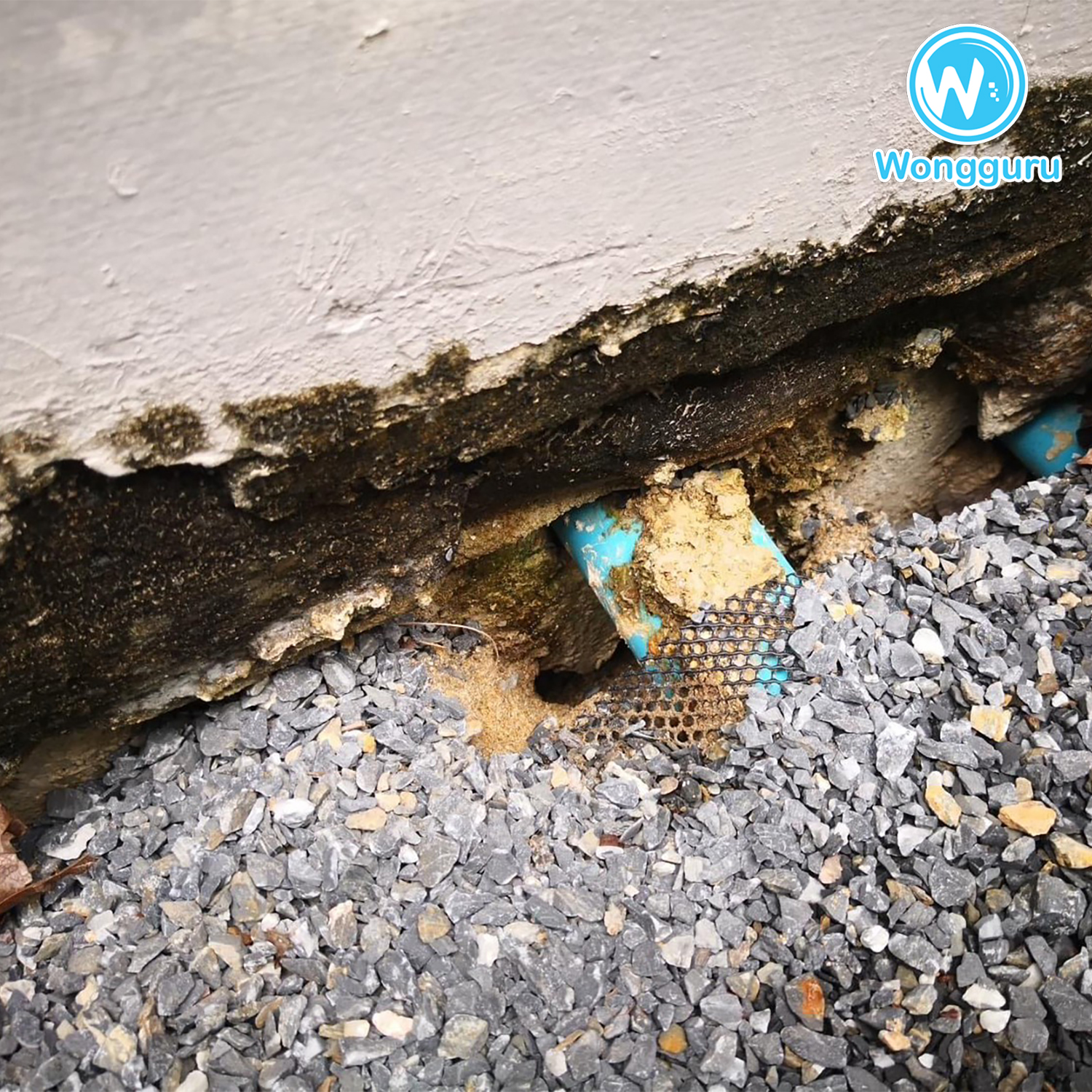 โพรงใต้บ้านตรงทางเดิน โพรงใต้บ้านตรงทางเดิน