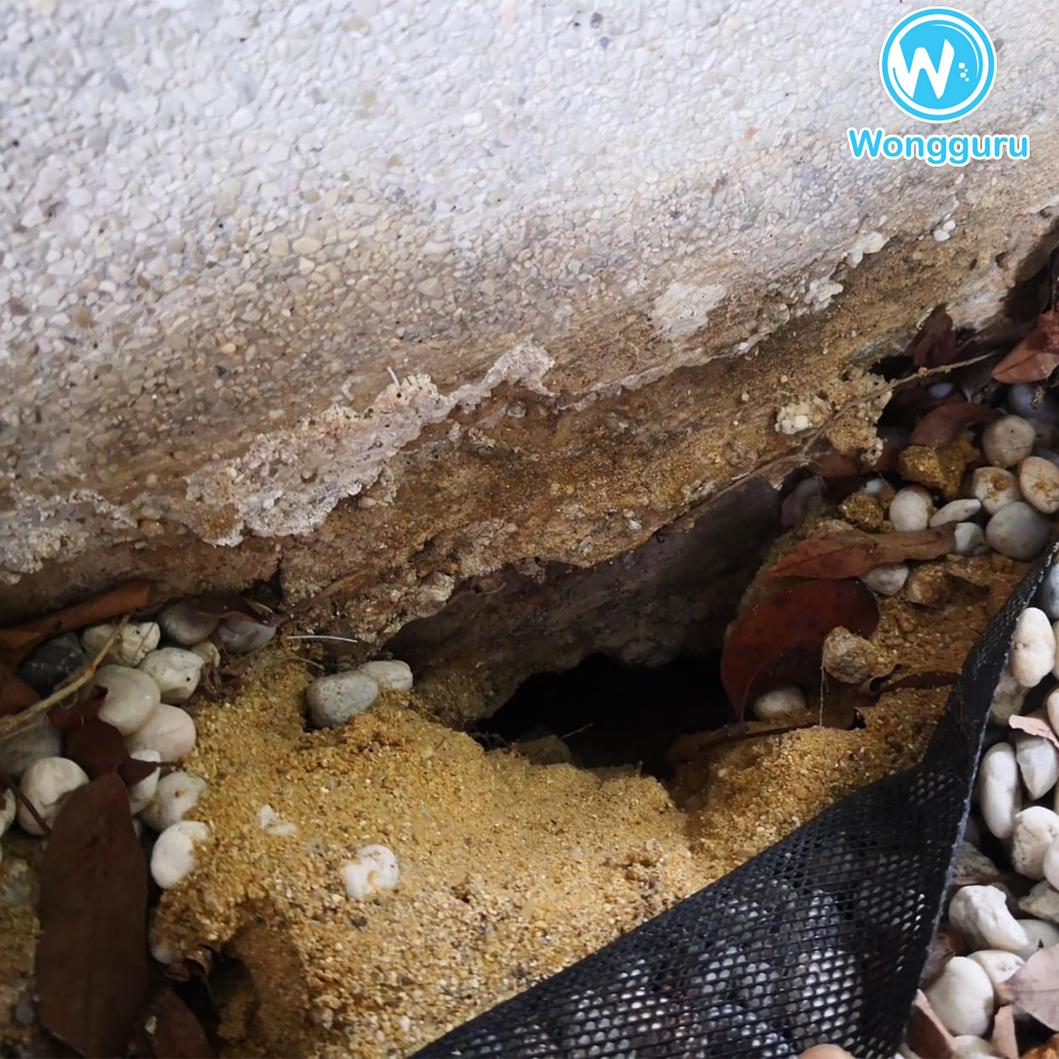 โพรงใต้บ้านตรงทางเดิน โพรงใต้บ้านตรงทางเดิน