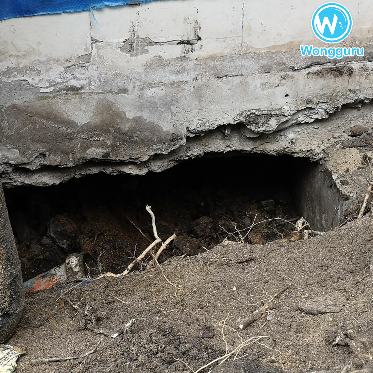 มีสัตว์อาศัยอยู่ในโพรงใต้บ้าน มีสัตว์อาศัยอยู่ในโพรงใต้บ้าน