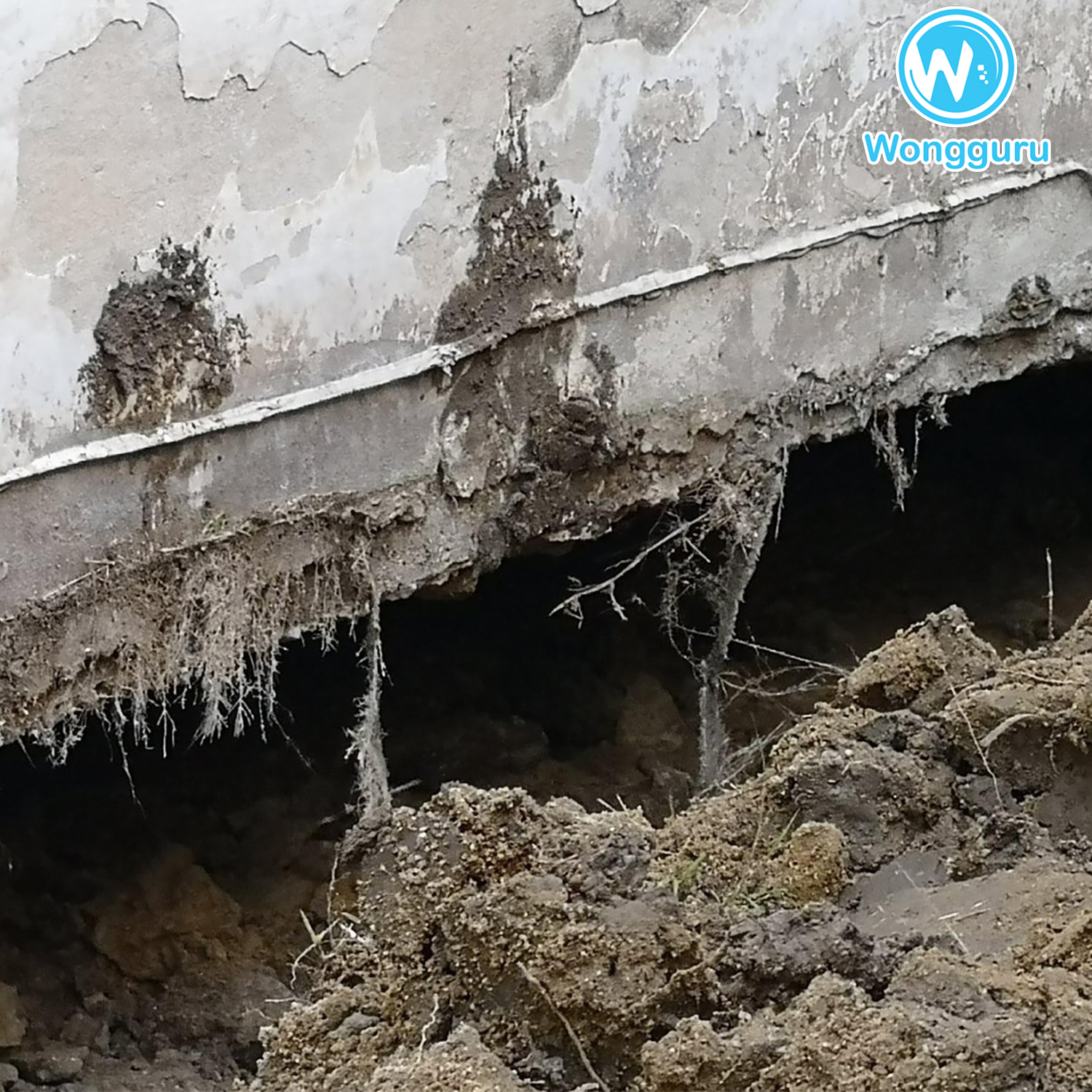 มีสัตว์อาศัยอยู่ในโพรงใต้บ้าน มีสัตว์อาศัยอยู่ในโพรงใต้บ้าน