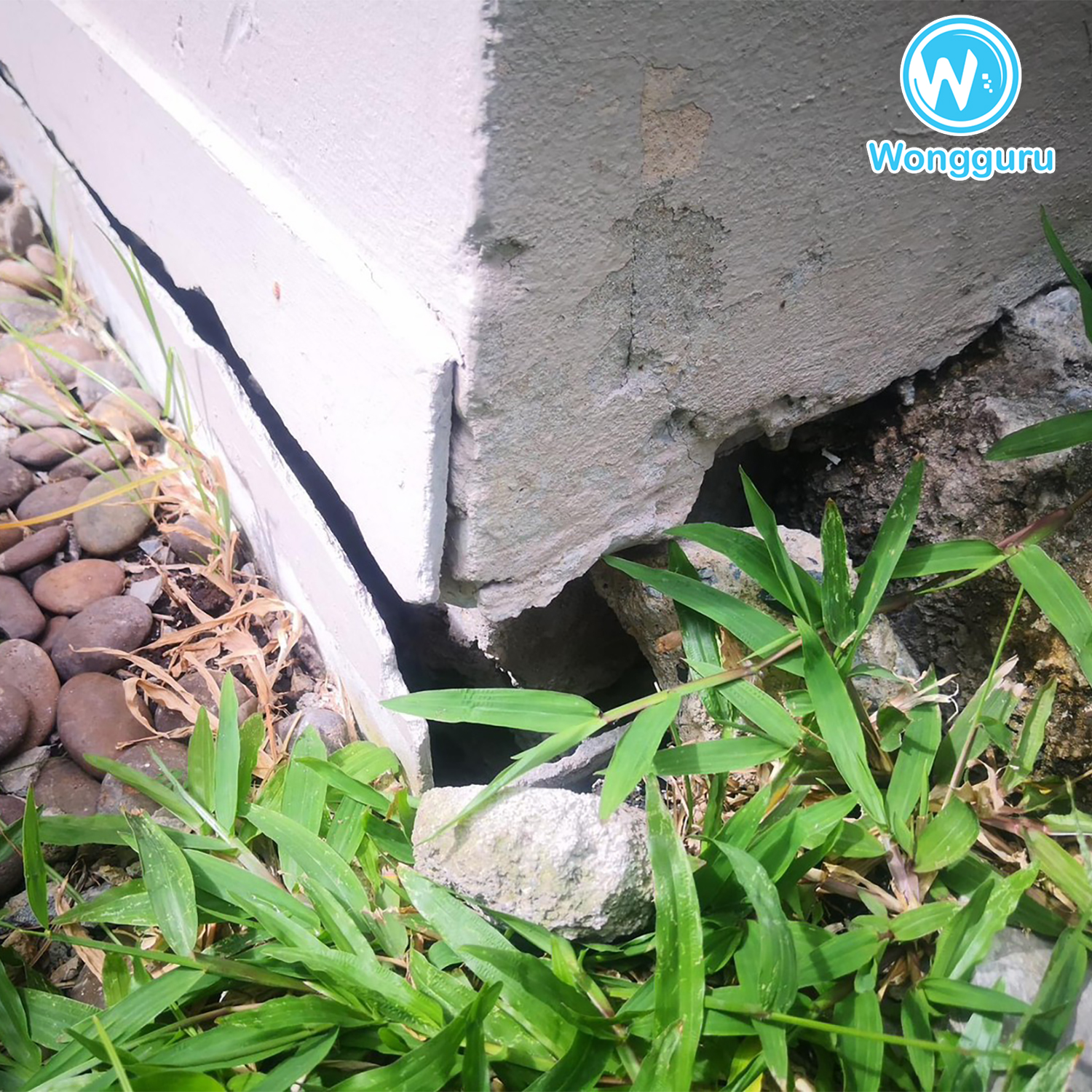 ปลูกหญ้าแต่มีโพรงใต้บ้าน ปลูกหญ้าแต่มีโพรงใต้บ้าน