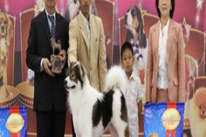 THE MALL TOY DOG CHAMPIONSHIP SHOW 1/2012