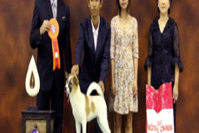 The Mall Toy Dog Championship Show 2/2012