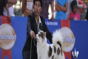 Thailand Grand Pet Show 2012