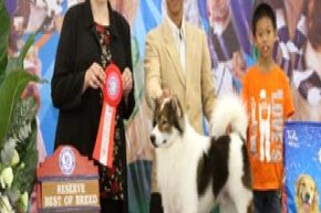 The Mall Toy Dog Championship Dog Show 1/2013