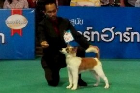 SmartHeart presents Thailand International Dog Show 2013
