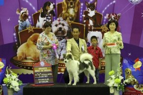 The Mall Toy Dog Championship Dog Show 4/2013