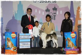 Thai Bangkaew Dog National Dog Show