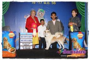 SmartHeart Presents The Mall Toy Dog Championship Dog Show 7/2013