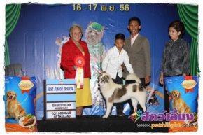 SmartHeart Presents The Mall Toy Dog Championship Dog Show 7/2013