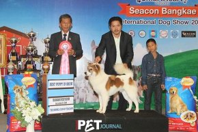Seacon Bangkae International Dog Show 2014