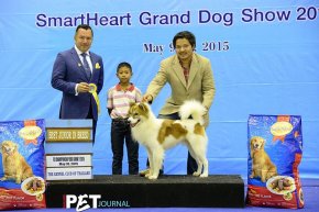Bangkok FCI International Championship Dog Show 2015