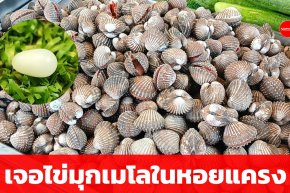 แม่ค้าขายยำเมืองเลยแกะหอยแครงเจอไข่มุกเมโล