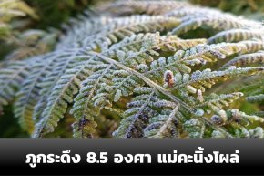 ภูกระดึง 8.5 องศา แม่คะนิ้งโผล่รอรับ นทท.มาสัมผัสในวันเปิดพรุ่งนี้