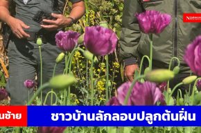 ตชด.247 สนธิกำลังตัดไร่ฝิ่นรอยต่อ 3 จังหวัด อ.ด่านซ้าย