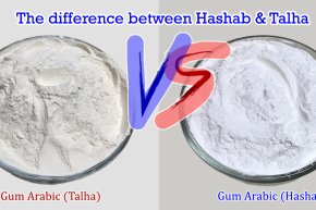 ความแตกต่างระหว่างกัมอารบิก Talha และ Hashab