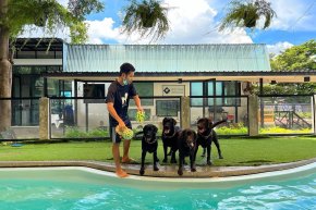 Dog pool & swimming