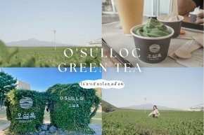 ไร่ชาเขียวโอซุลลอค O'Sulloc เกาะเชจูเกาหลีใต้