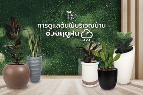 การดูแลต้นไม้ในกระถางช่วงฤดูฝน