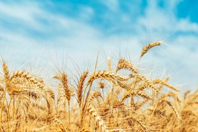 อัพไซเคิลข้าวบาร์เลย์: โปรตีนจากโรงเบียร์ Upcycled Barley: The Protein Brewery