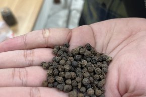 Importing Premium Black Pepper from Indonesia