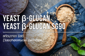 Yeast beta glucan / ยีสต์ เบต้า กลูแคน