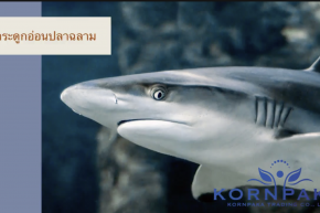 กระดูกอ่อนปลาฉลาม (Shark cartilage)