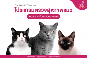 โปรแกรมตรวจสุขภาพแมว
