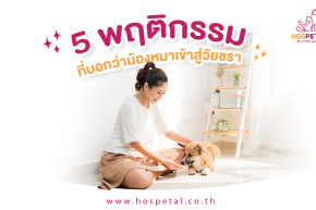 5 พฤติกรรม ที่บอกว่าน้องหมาเข้าสู่วัยชรา