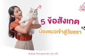 5 ข้อสังเกตที่บอกว่าน้องแมวเข้าสู่วัยชรา