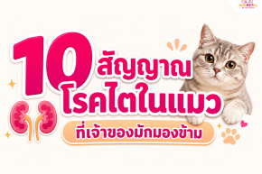 10 สัญญาณโรคไตในแมวที่เจ้าของมักมองข้าม