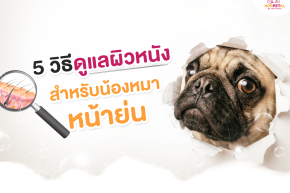 การดูแลผิวหนังสำหรับน้องหมาหน้าย่น