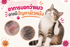 อาการบอกว่าแมวอาจมีปัญหาผิวหนัง